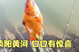 郑州周边游荥阳黄河野钓，口口有惊喜大王八小金鱼，风景赛江南