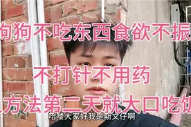 小狗不吃饭真的是生病？  斯文仔教大家方法 ，第二天就大口吃饭视频封面
