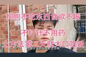 小狗不吃饭真的是生病？  斯文仔教大家方法 ，第二天就大口吃饭视频封面