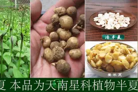 单味中药助记小视频·半夏视频封面