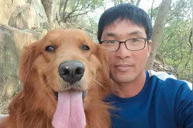 大金毛一天没见主人，哼哼唧唧的感觉好委屈