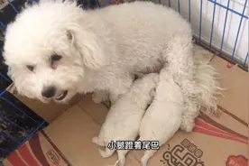出生15天的小比熊，狗妈刚进窝小崽子就疯狂的抢着吃奶，太可爱了视频封面
