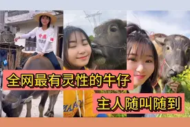 灵性十足的大水牛，喜欢和主人撒娇，还会贴心的驮主人回家！