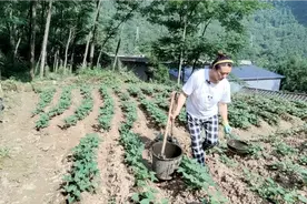 吴姐挑农家肥淋菜，菜叶都发黄了，这些菜还离不开臭熏熏的农家肥