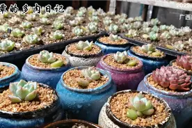 冬天给小橙子上盆：脱土吗？修根吗？浇定植水吗？这样上盆不缓苗视频封面