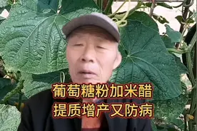 葡萄糖粉加米醋，瓜果蔬菜有奇效，提质增产又防病，你知道吗！视频封面