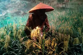 袁隆平爷爷杂交水稻培育过程中，不为人知的故事。视频封面