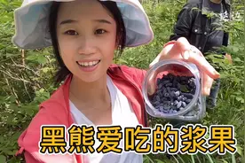 中俄边境原始森林，这种野果据说黑熊最爱吃，怕有老虎摘完赶紧走视频封面