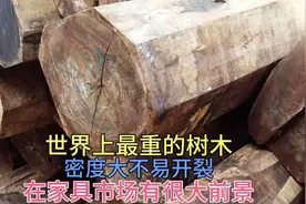 世界上最重的树木 密度大不易开裂 在家具市场占有一席之地视频封面