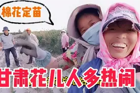 甘肃花儿听过吗？学姐家6个人定苗边唱花儿太热闹了，笑的肚子疼视频封面