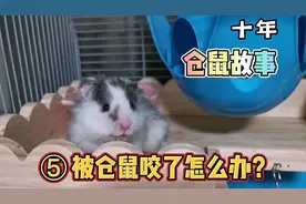 仓鼠为什么咬人？被仓鼠咬了该怎么办