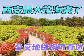 西安最大的花海来了！公交地铁均可直达，太美了！视频封面