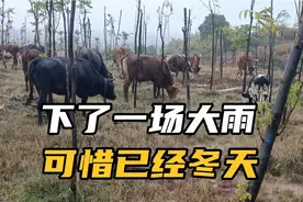 下了一场大雨可惜已经进入冬天，这场雨来的有点晚了，牛依然难放视频封面