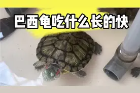 像这样的巴西龟你想养吗，巴西龟吃什么长的快