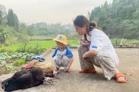 入秋了想喝土鸡汤，小妹儿去奶奶家逮鸡，这老母鸡也太肥了视频封面