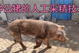 种公猪的人工采精技术！视频封面
