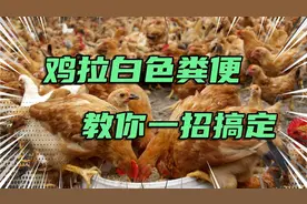不管养什么鸡，发现鸡拉白屎不要慌，用这4招，轻松解决！视频封面