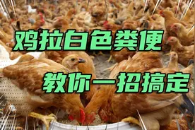 不管养什么鸡，发现鸡拉白屎不要慌，用这4招，轻松解决！视频封面