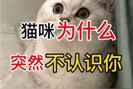 猫咪为什么突然不认识你