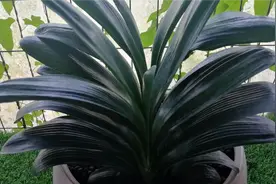 家庭养殖君子兰，牢牢记住这6点，叶片翠绿油亮，花朵又大又鲜艳视频封面