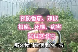 预防番茄和辣椒根腐、死棵，我们常用这个方法，效果一直不错视频封面