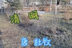 清明  唐  杜牧   借问酒家何处有？牧童遥指杏花村。视频封面