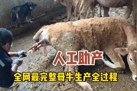 全网最完整母牛生产全过程，人工助产，喜得小母牛一头！