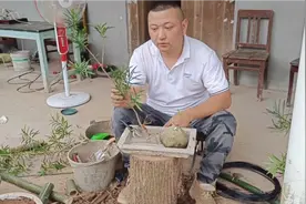 上盆一棵小罗汉松，配上一棵金钗石斛，它们都碰撞出什么火花视频封面