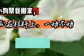 小狗帮我搬家，趴在栏杆上一动不动，好样的视频封面