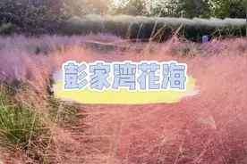 信阳秋日旅行去哪里？快来彭家湾花海和秋天合影视频封面