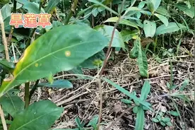 身边的草药（555），旱莲草，凉血止血补肾益阴的草药视频封面