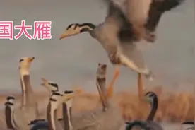大雁种类识别辨认方法:视频封面
