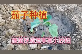 种植茄子这样操作，缓苗快成活率高防虫又高产，一棵顶三棵产量