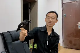 协助徒弟驯服野性十足八哥，刚好五天搞定，看看这八哥调教的如何视频封面