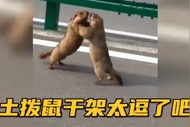 【搞笑配音】土拨鼠干架也太逗了吧....你们是来搞笑的吗？视频封面