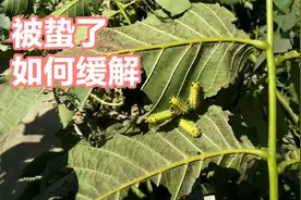 农村小伙被洋辣子蜇了，用土办法消肿止痛，一小时后就明显好转。视频封面