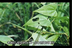 这草药叫萆薢有效果👍🏻