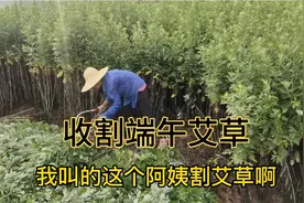 端午艾草收割，怎么割，用什么工具，留根还是叶子！