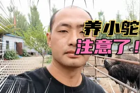 小鸵鸟养殖注意事项，不能喂剩菜剩饭，要喂鸵鸟专用料视频封面