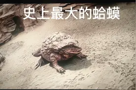 史上最强最大的蛤蟆视频封面