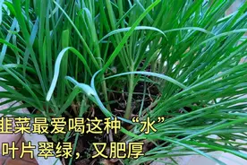 韭菜最爱喝这种“水”越喝越旺盛，一位80岁大爷教我的方法，管用视频封面