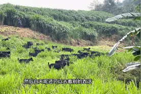 黑山羊特别爱吃皇竹草，种一片草100多头啃不完，养殖户值得收藏视频封面