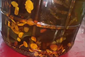 参考倪海厦老师所教泡的药酒！52度纯米酒10公斤，巴戟天100克视频封面