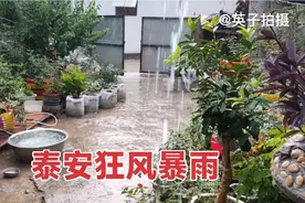 山东泰安狂风暴雨来了，树快刮倒了真吓人，看看下的大不大？视频封面