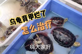 乌龟甲壳磨损严重甚至流血，不用担心还能治疗，使用红霉素眼膏药视频封面