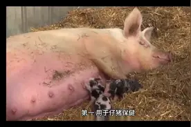 头孢噻呋钠在猪场得应用视频封面