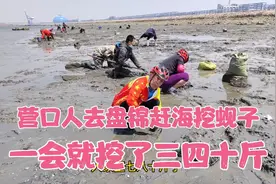 营口人去盘锦赶海挖蚬子，一会就挖了三四十斤，为啥说再也不去了
