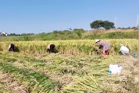 农民为什么抛荒，其中有许多实际原因，看看这家种粮就理解了视频封面