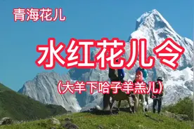 青海花儿-水红花儿令  传承弘扬民族文化
