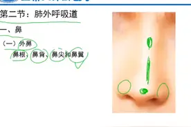 人体解刨学：肺外呼吸道视频封面